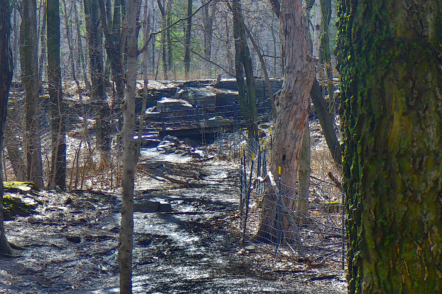 Photo of a walking path on Mount Royal, Montreal. April 2025.